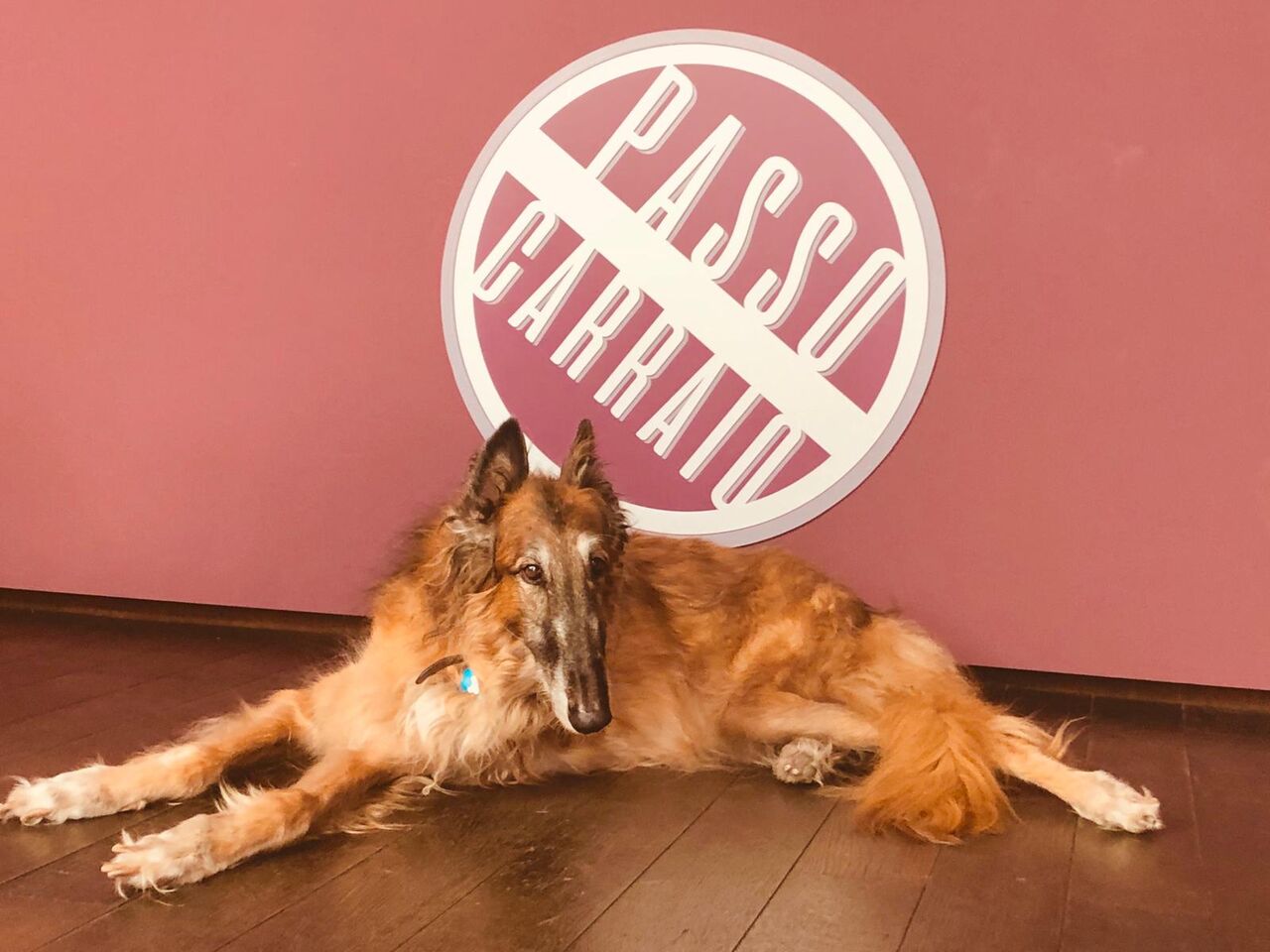 DOGS ARE WELCOME!!!