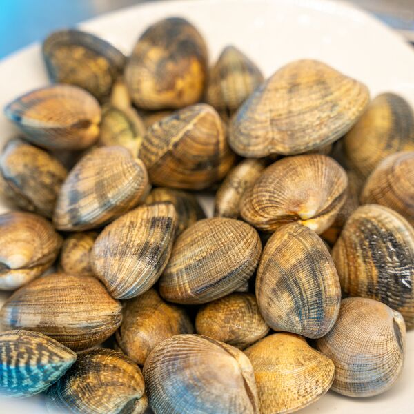 Almejas