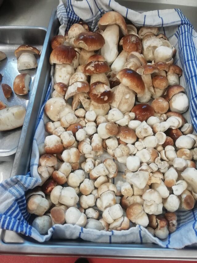 cueillette du sous bois