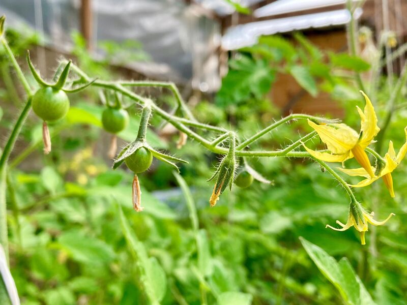 Les tomates de La Roulotte