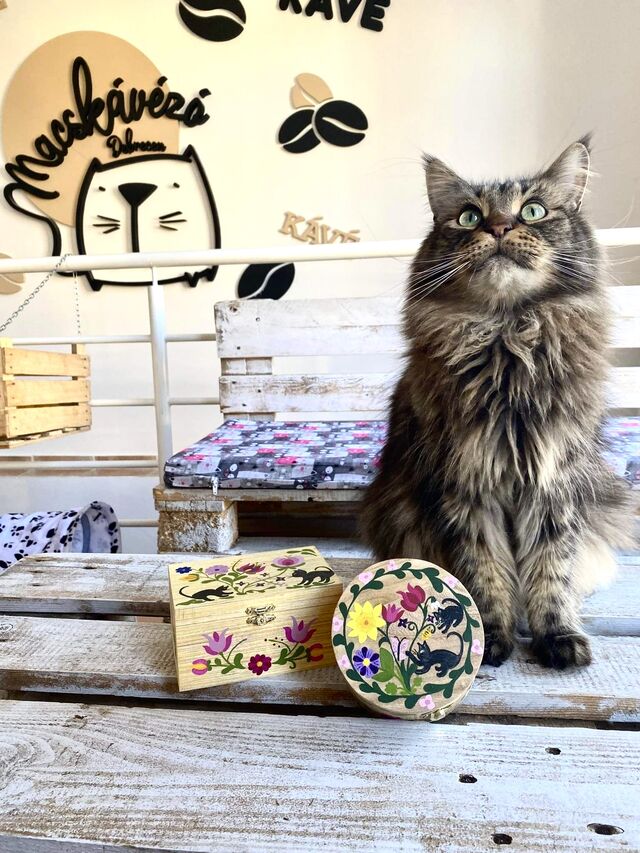 Kézzel festett cicás dobozok