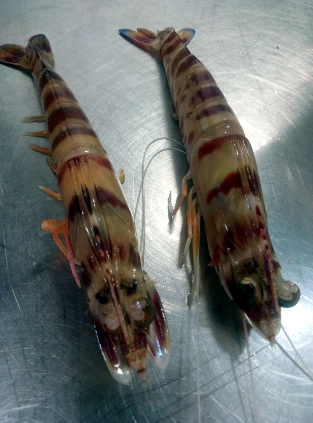 LANGOSTINO DEL GRAO