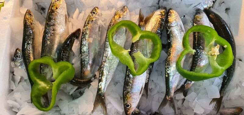 Sardinha sempre fresca