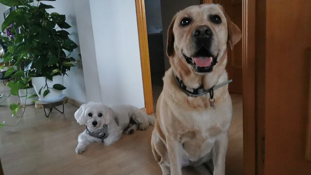 Pufy y Hawaii son grandes amig@s 🐾