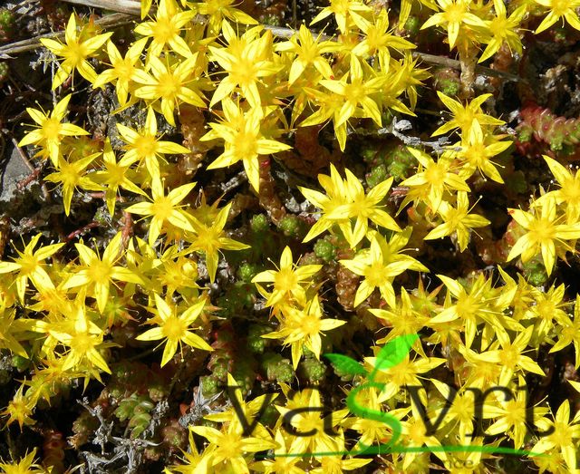 Žednjak-Sedum acre