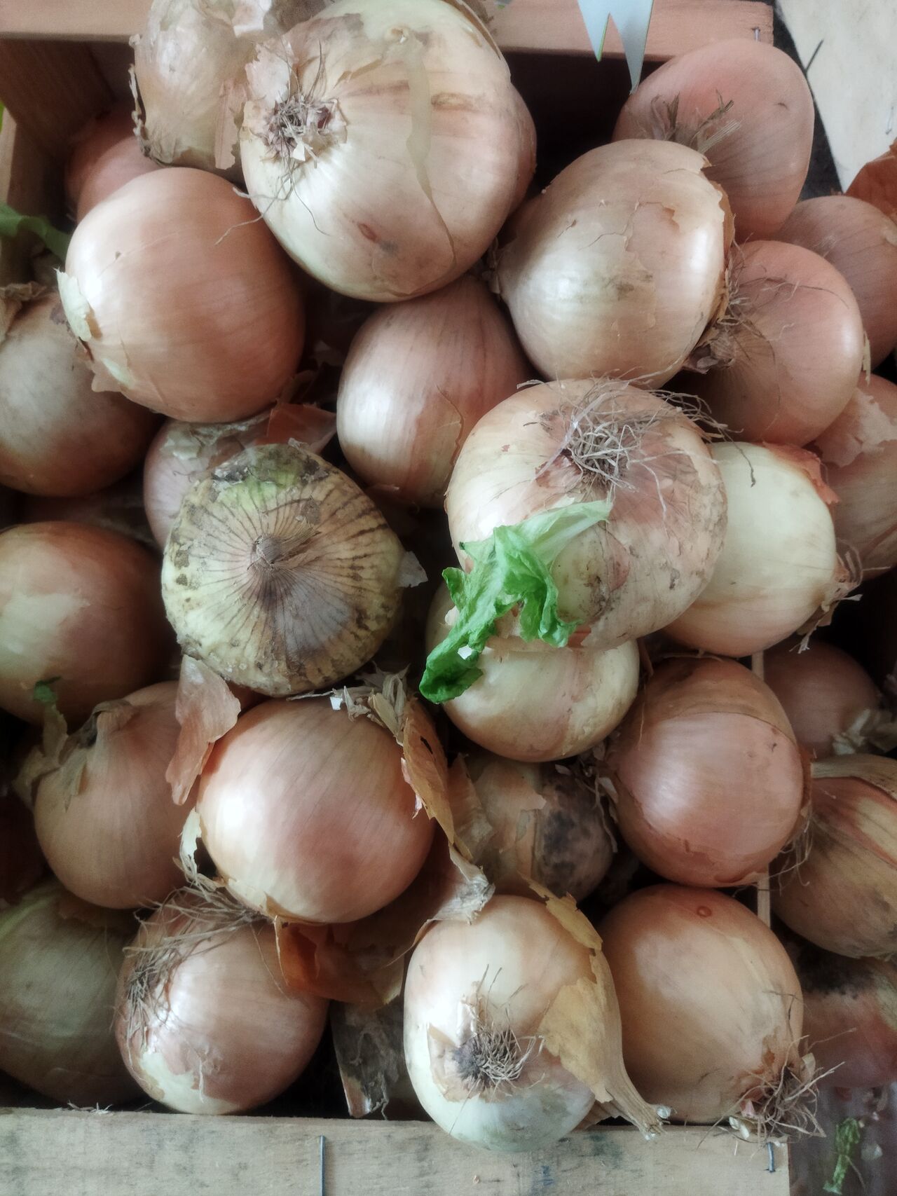 Oignons jaunes 1.03kg