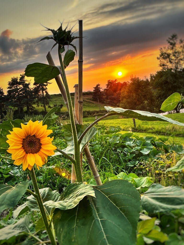 Coucher de soleil estival