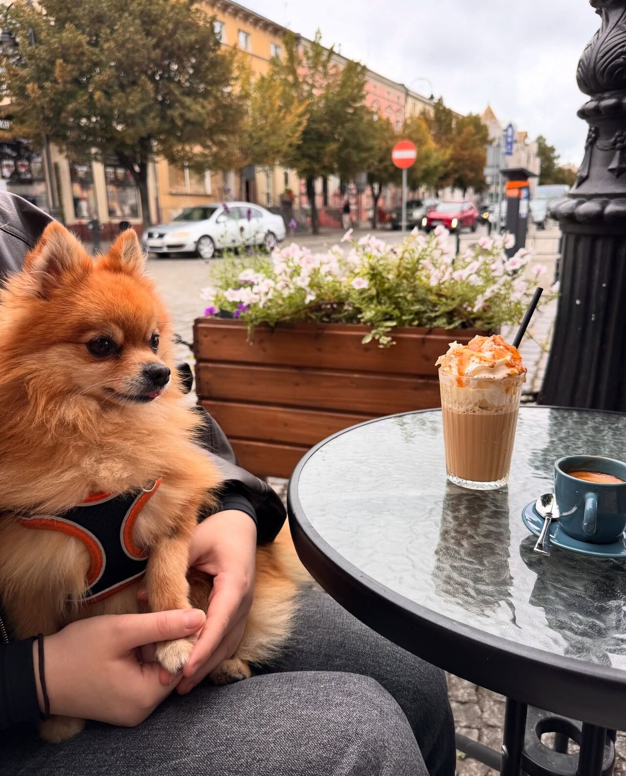Cztery łapki w Cafe Odlot! 🐾