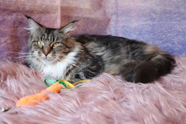 Ollie, notre magnifique reproductrice !