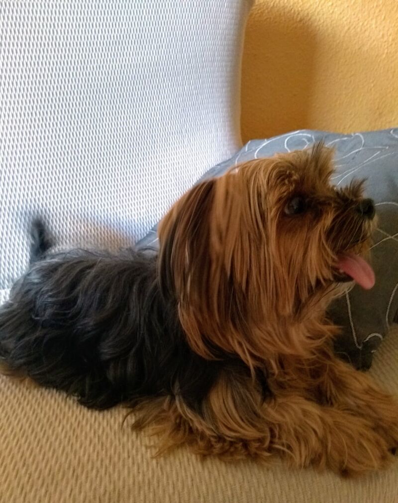 Pitchu una ternura ?