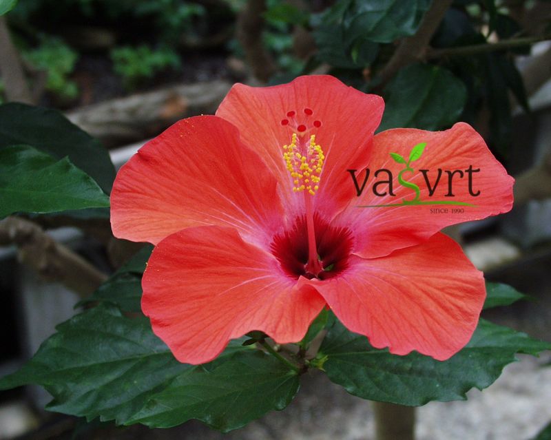 Hibiskus (Hibiscus)