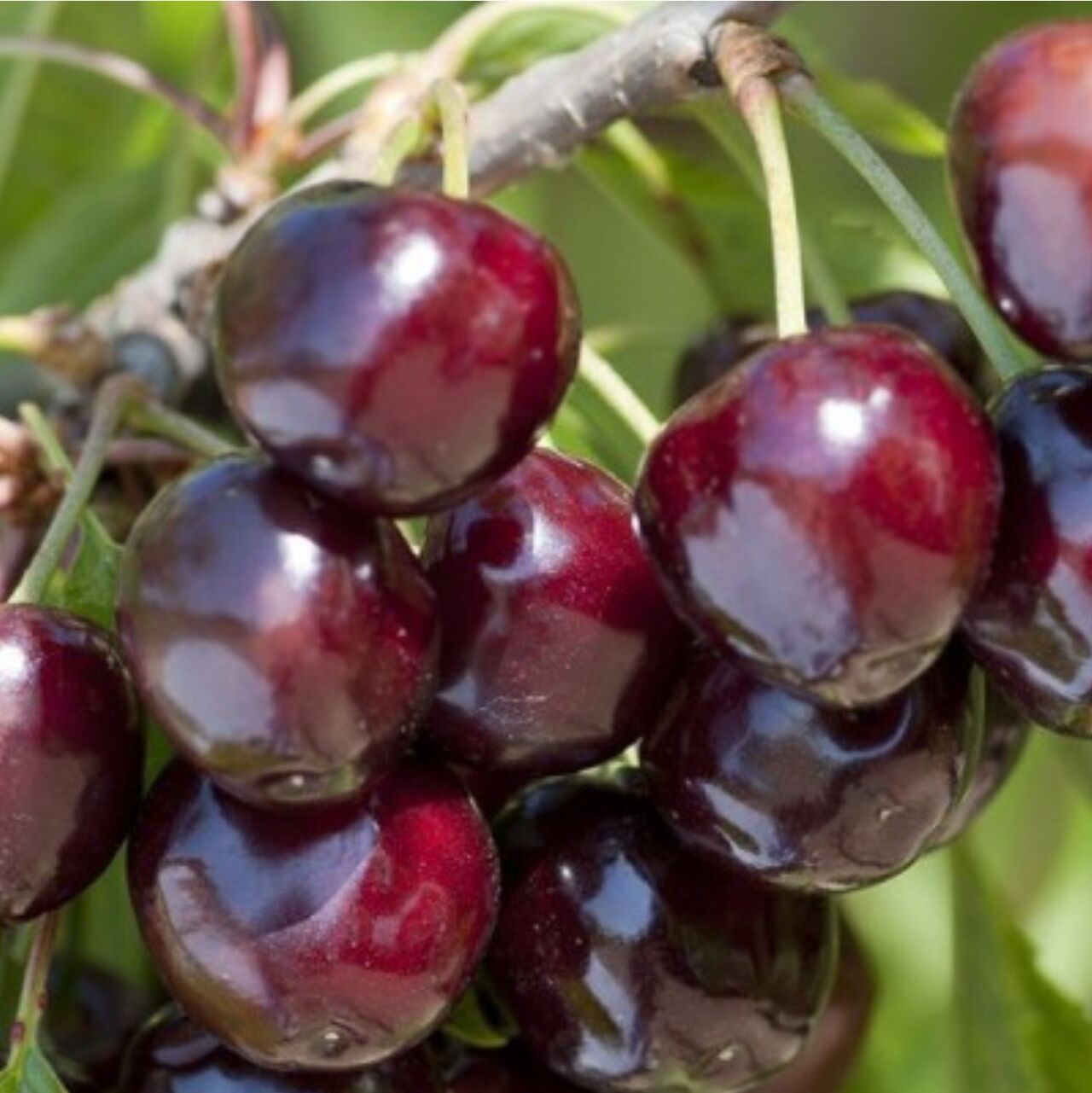 Cerise bigarreau - 7,30€/kg 