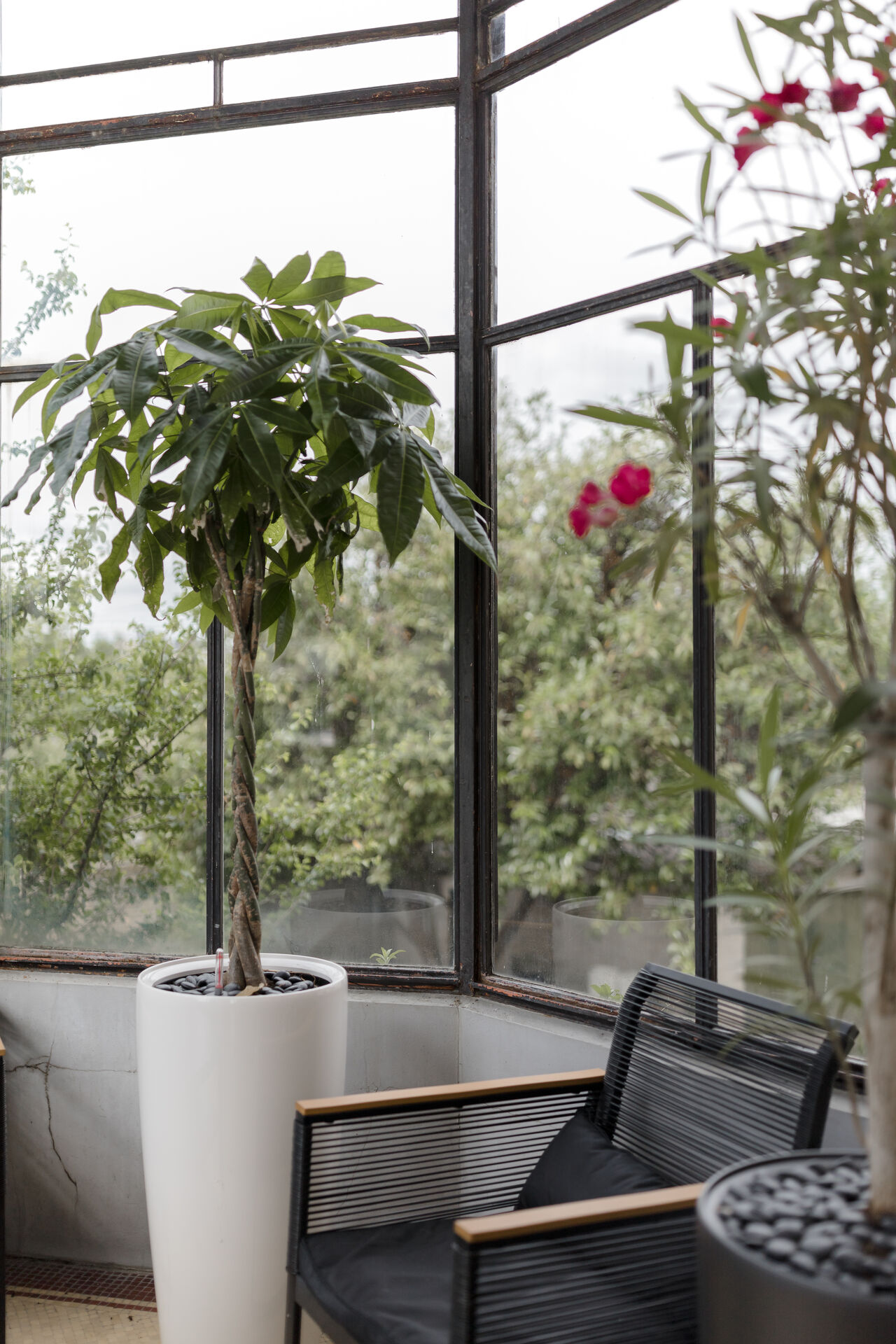 Le coin verdure de la véranda