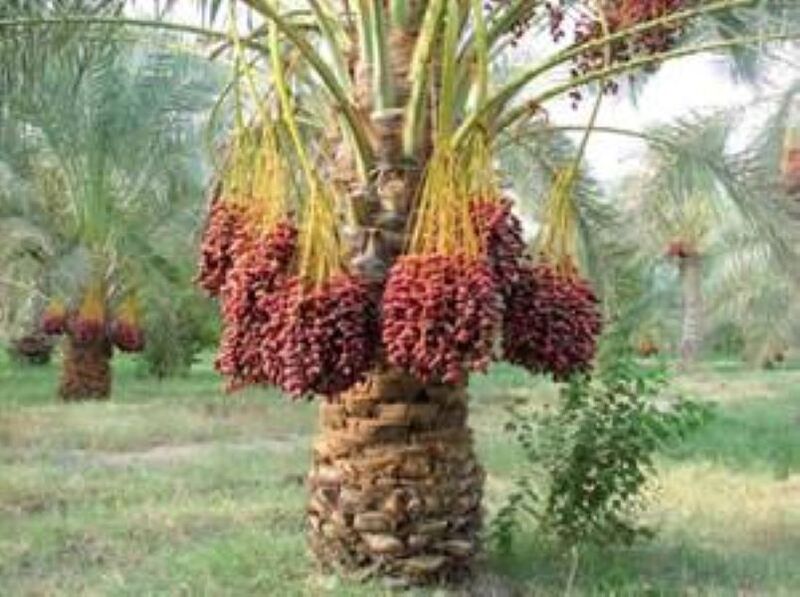 Dattes branchées Extra.