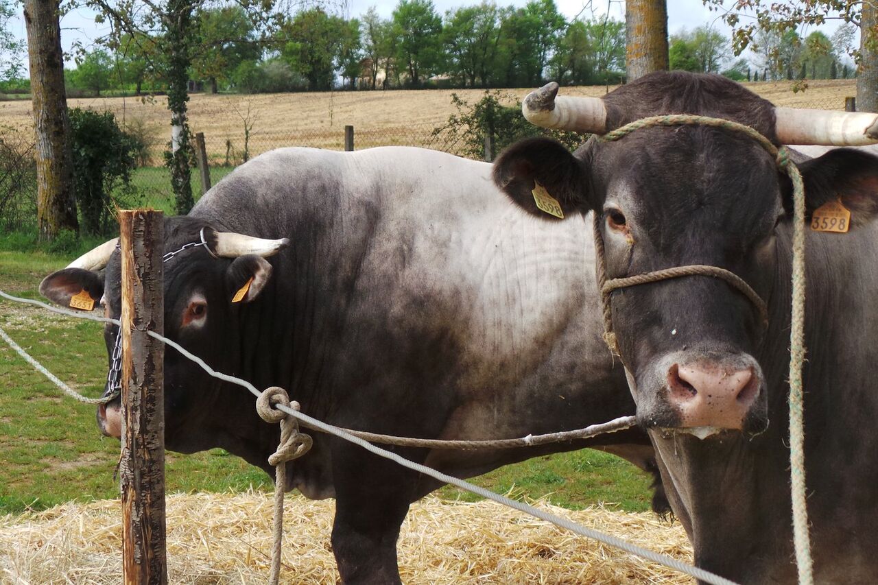 Le boeuf de race