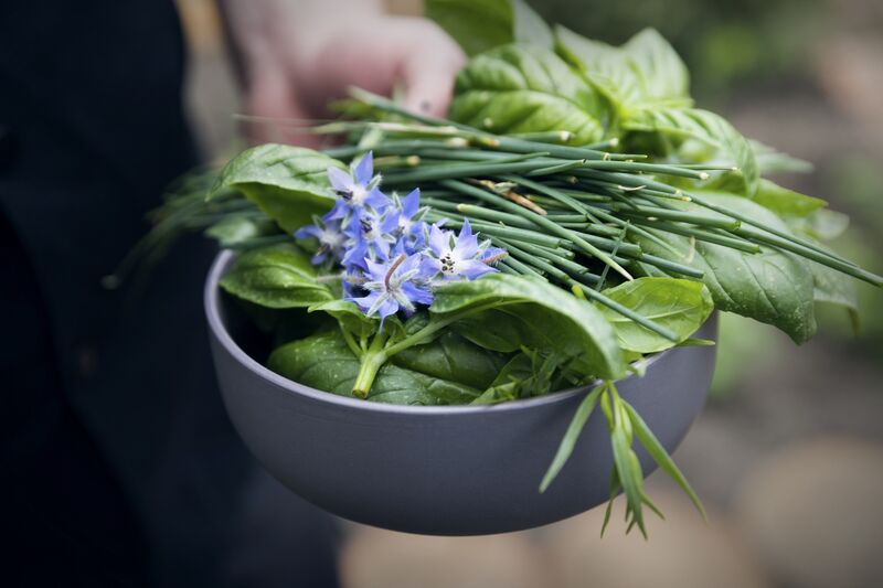 Quelques Herbes fraîches de notre jardin
Credit photo
@dureuilphoto.com
@louvrierdelimage