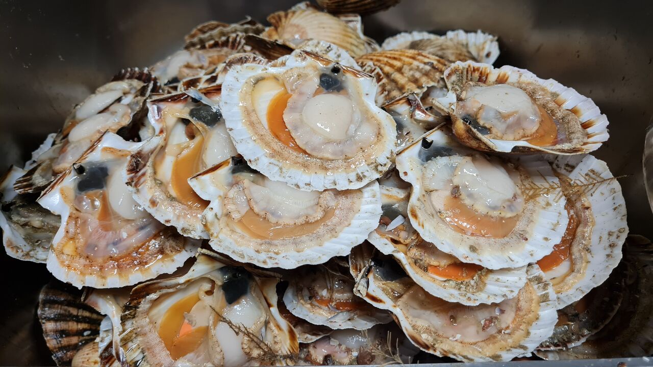 Préparation de la ST Jacques pour vos diner 