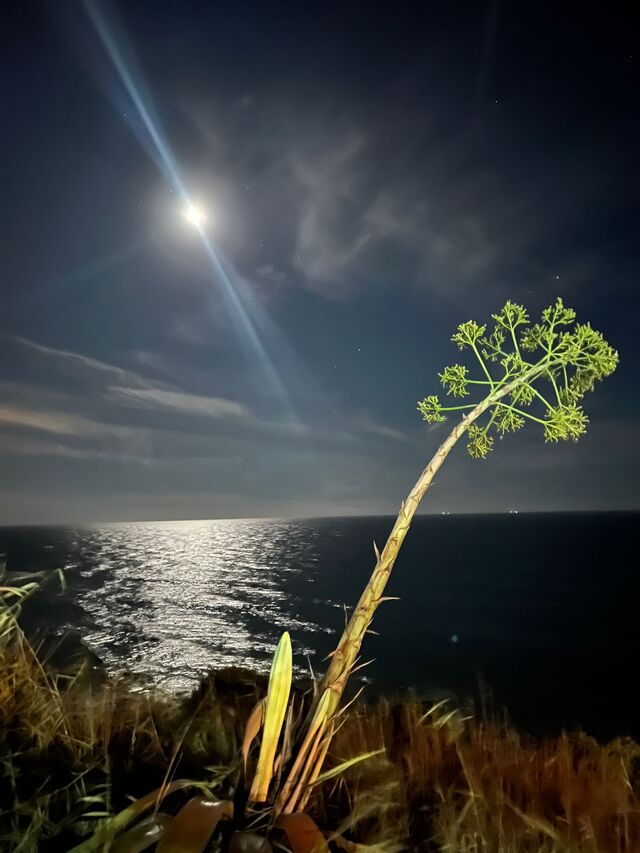 DESPIERTA TUS SENTIDOS