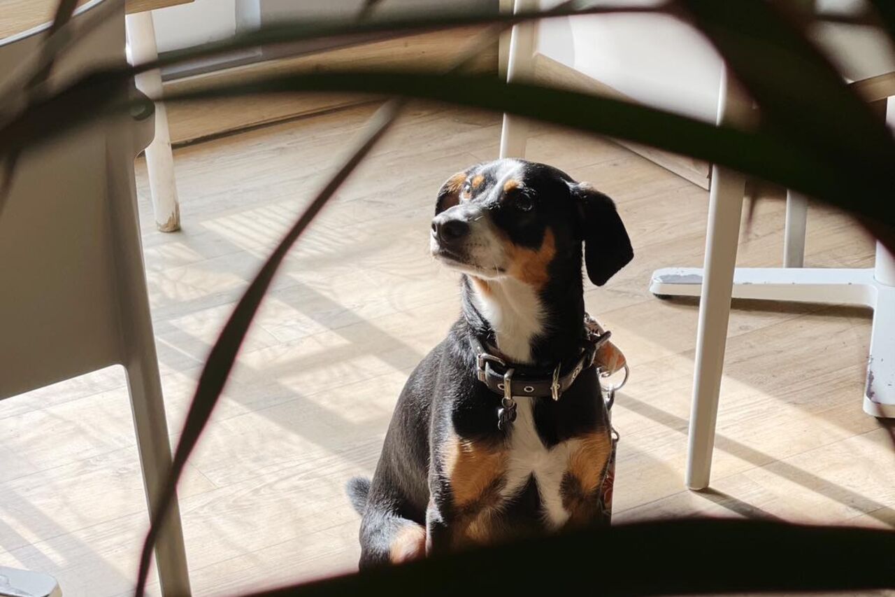 Zwierzakom mówimy TAK