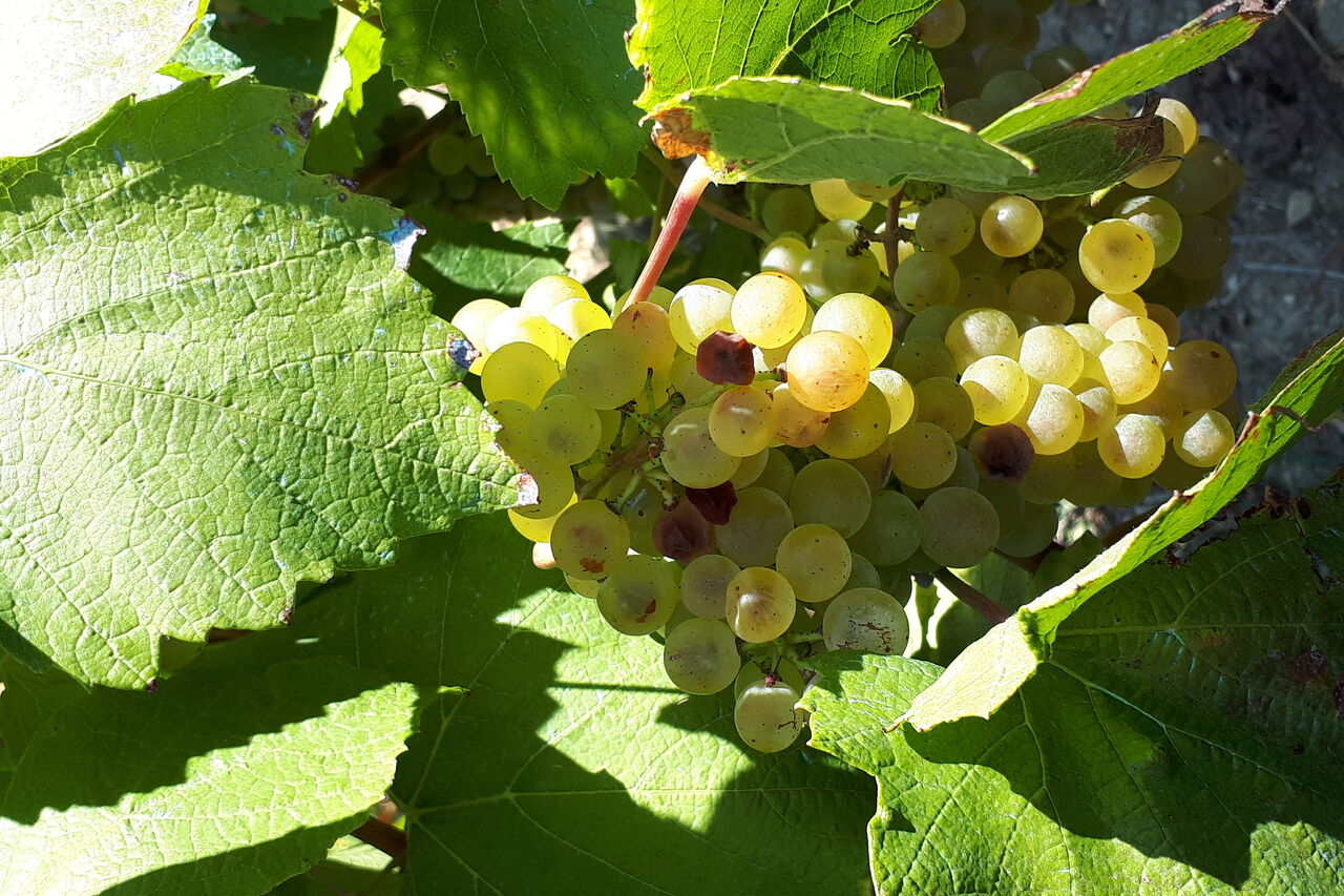 Notre selection de vins proposée