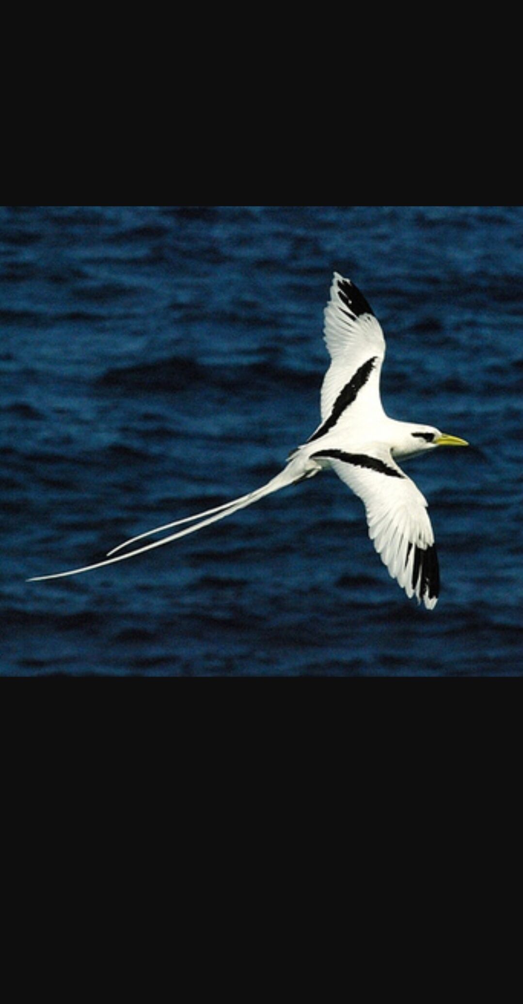 Le paille en queue (Ti'Payenké)