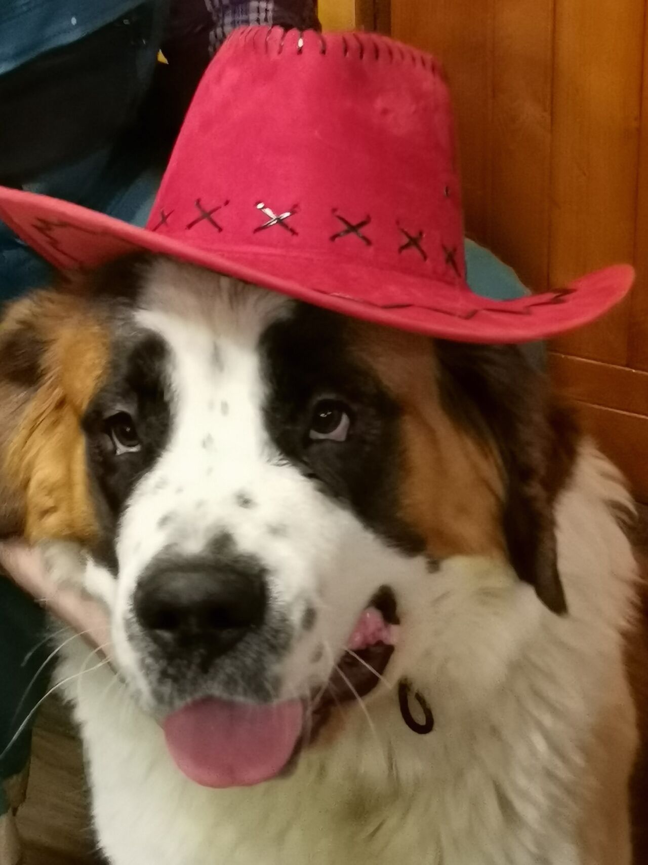 ten klobouk je můj, nedám