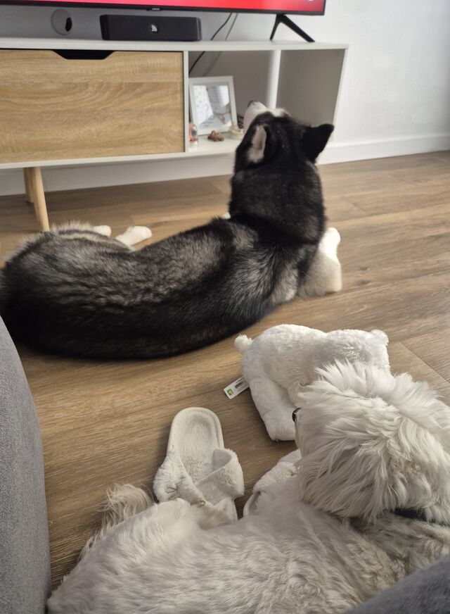 Alaska y Pufy viendo tele 🐾🐾