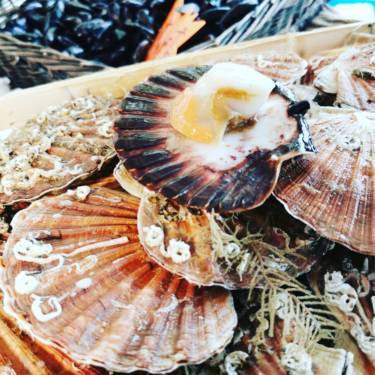 La Poissonnerie Lyonnaise Sainte Consorce French cuisine near me