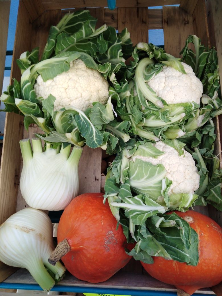 Légumes de saison de producteur locaux