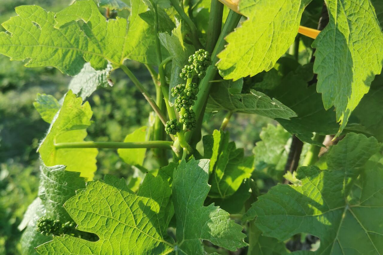 Das Weingut
