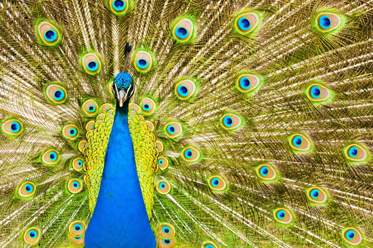 Kaffeegarten Pfaueninsel