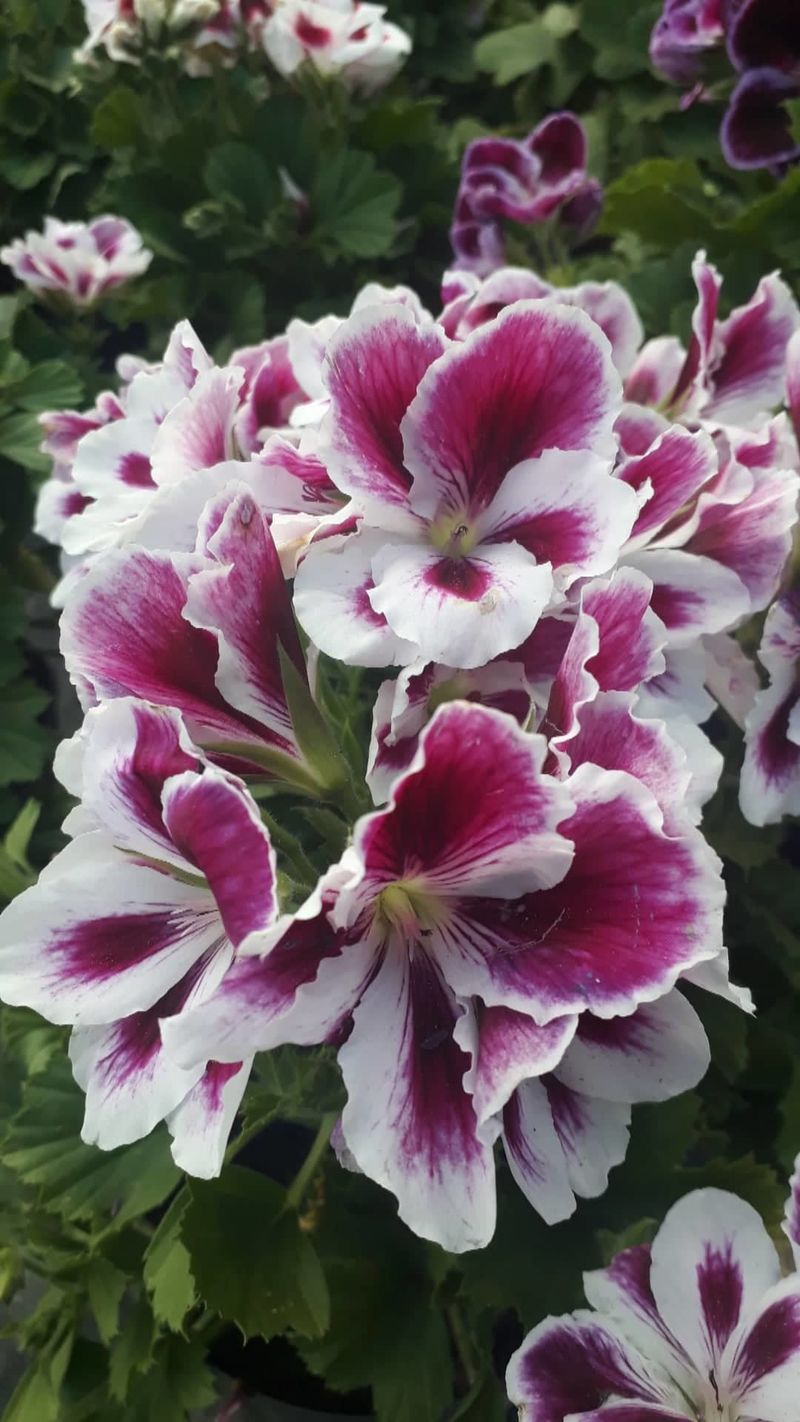 Pelargonija, žeravak, muškatla, điran