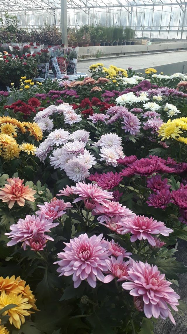 Krizantema-Chrysanthemum