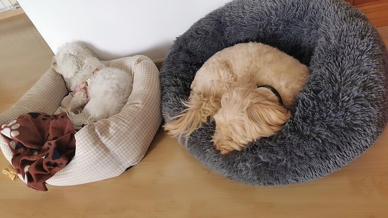 Nica y Gypsy felices juntos 