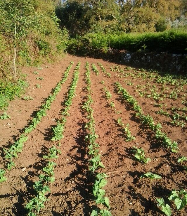 Batatas já nascidas.
