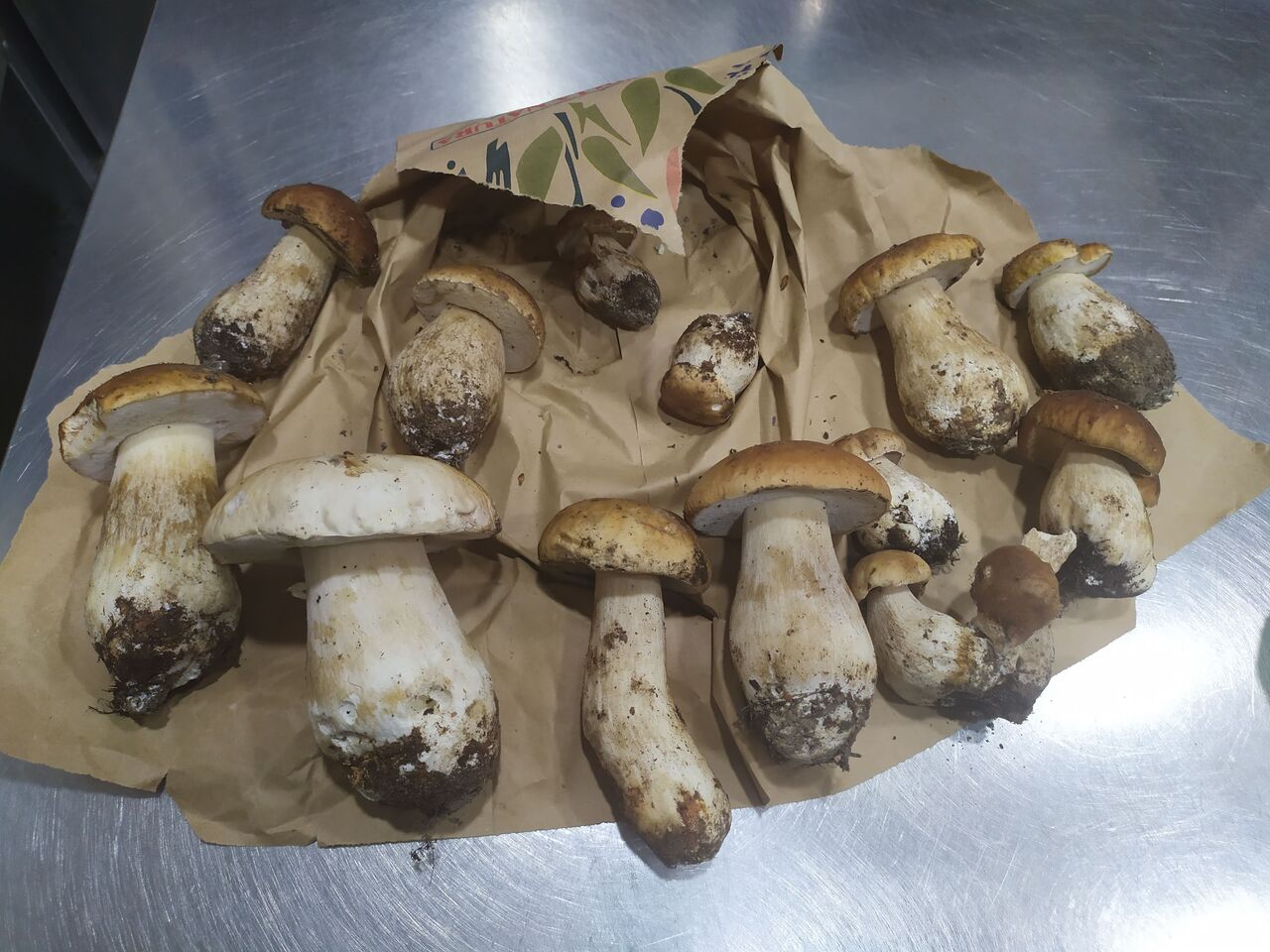 Porcini
