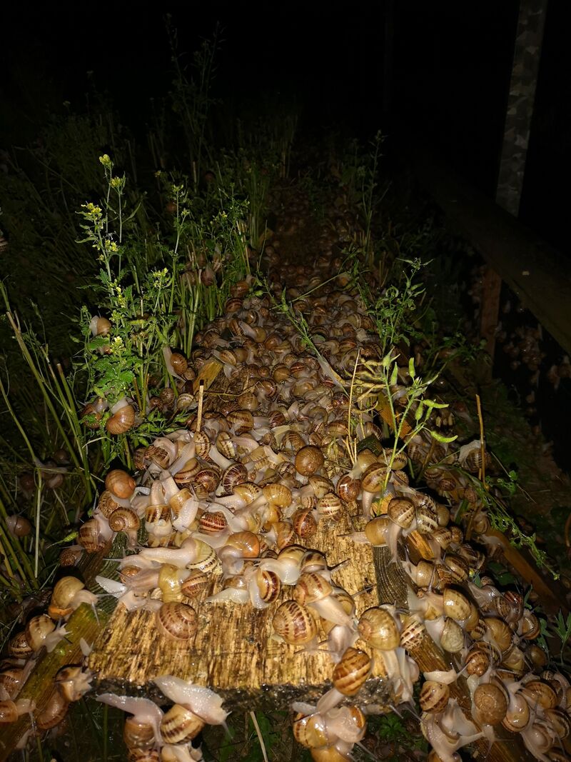 Photo de nuit au mois de juillet