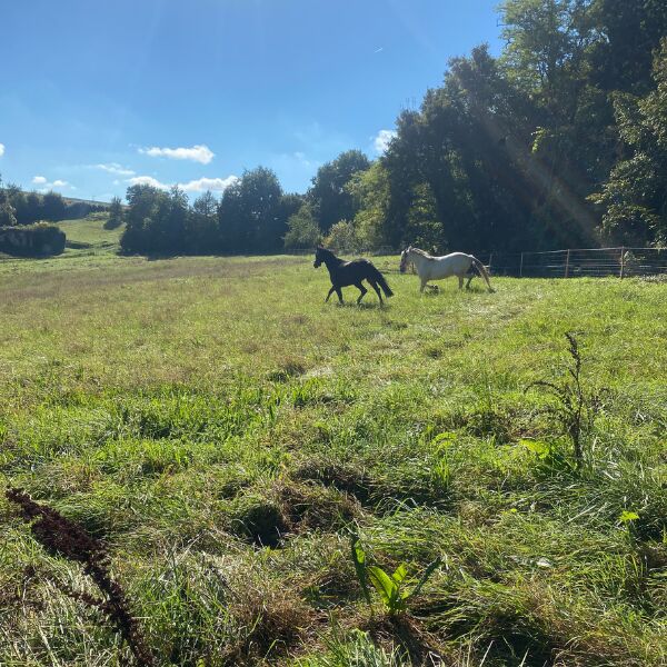 Nos Chevaux