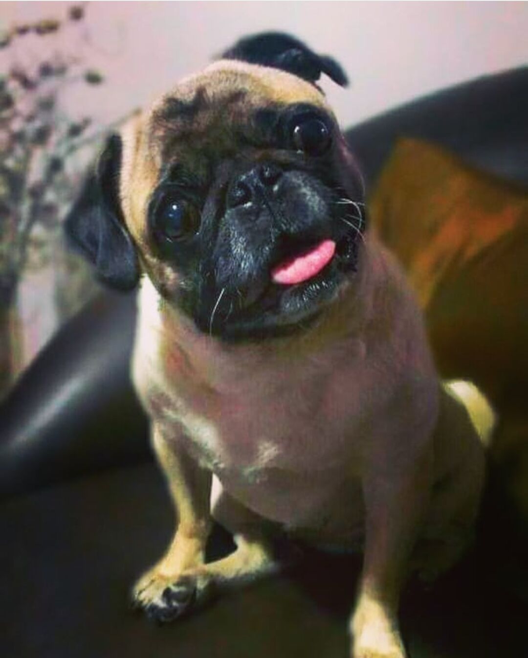 Mi Puchita Monita. Baileys Chepina