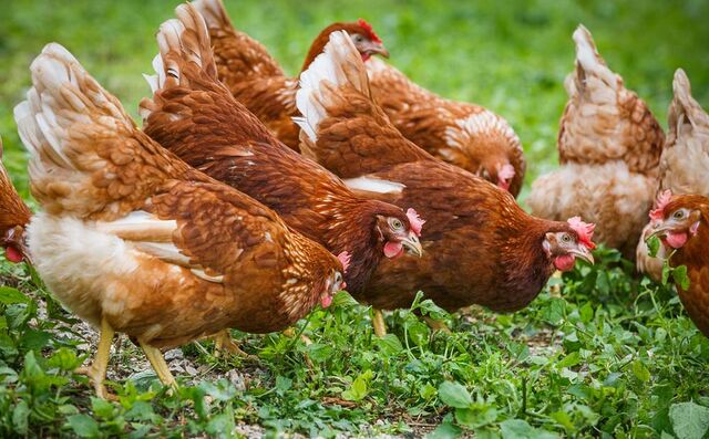 Toutes nos volailles sont élevées en plein aire et avec une alimentation végétale sans OGM.