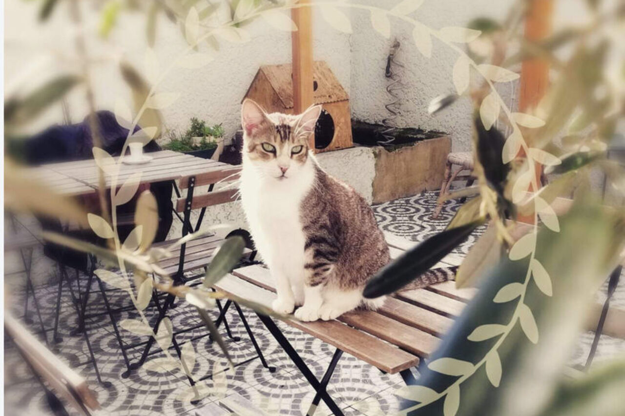 Como se pode ajudar?