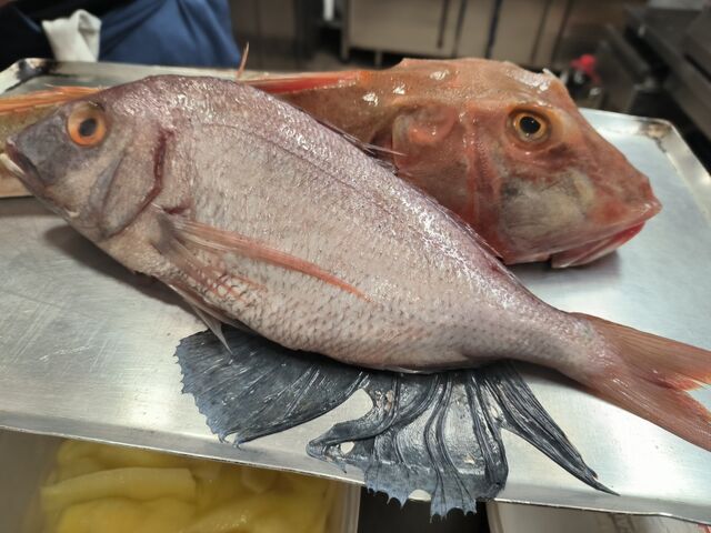 Daurade rose et Chapon sauvage