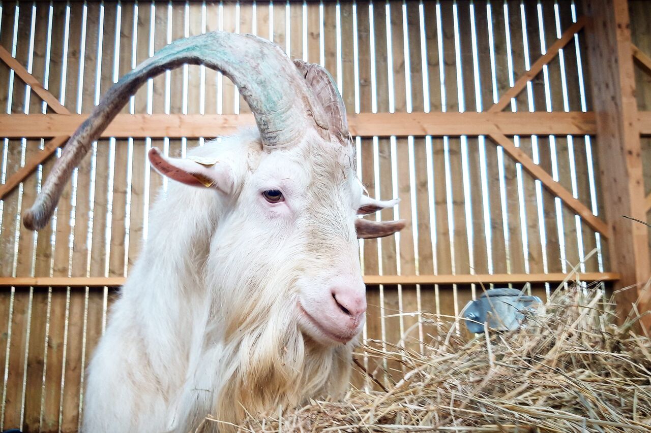 Pour la petite histoire...