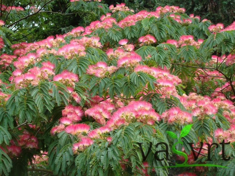 ALBIZIA JULIBRISSIN – SVILENO DRVO