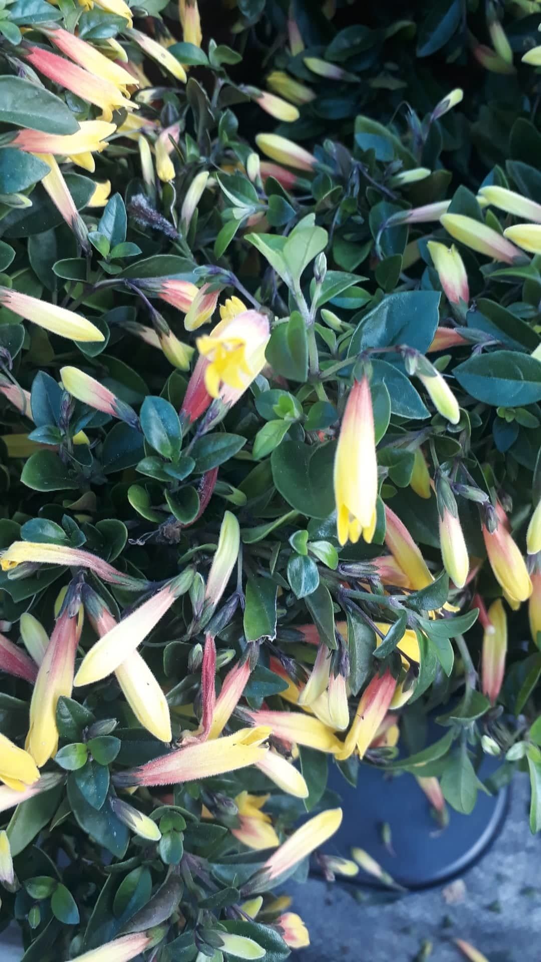 Jakobinia-Justicia rizzinii