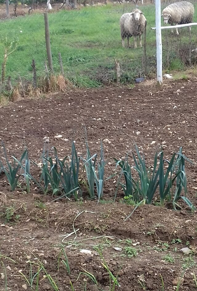 Cebolas e alho françes.