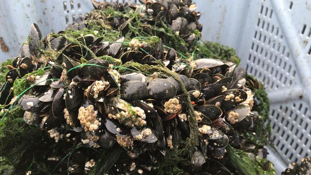 Les moules de Bouchot, en brut de pêche.