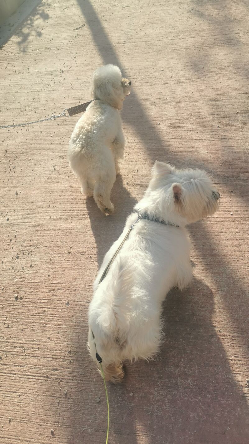 Aquí vamos Coco 🐩y Cookie 🍪 de paseo🐾