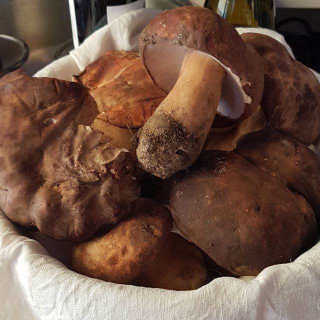 Funghi Porcini Freschi