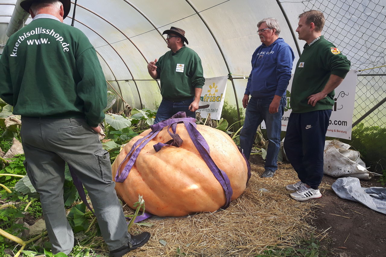 Oh sind die dick, Mann !